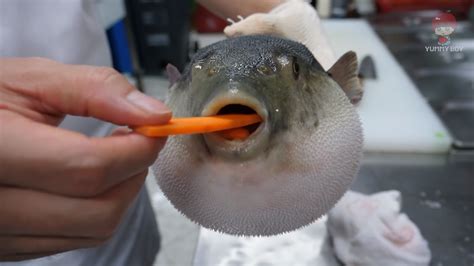 Read more Pufferfish Eating a Carrot. . Pufferfish eating carrot meme